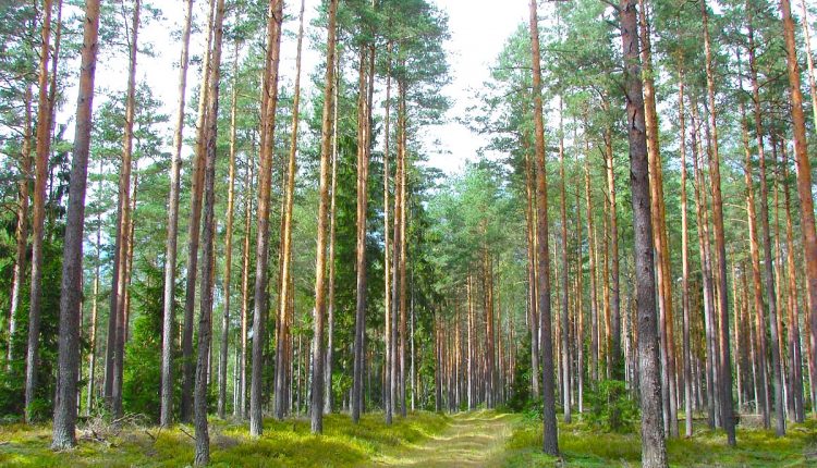 Latvian_Forest_Tomes_pagasts,_Ķeguma_novads,_Latvia